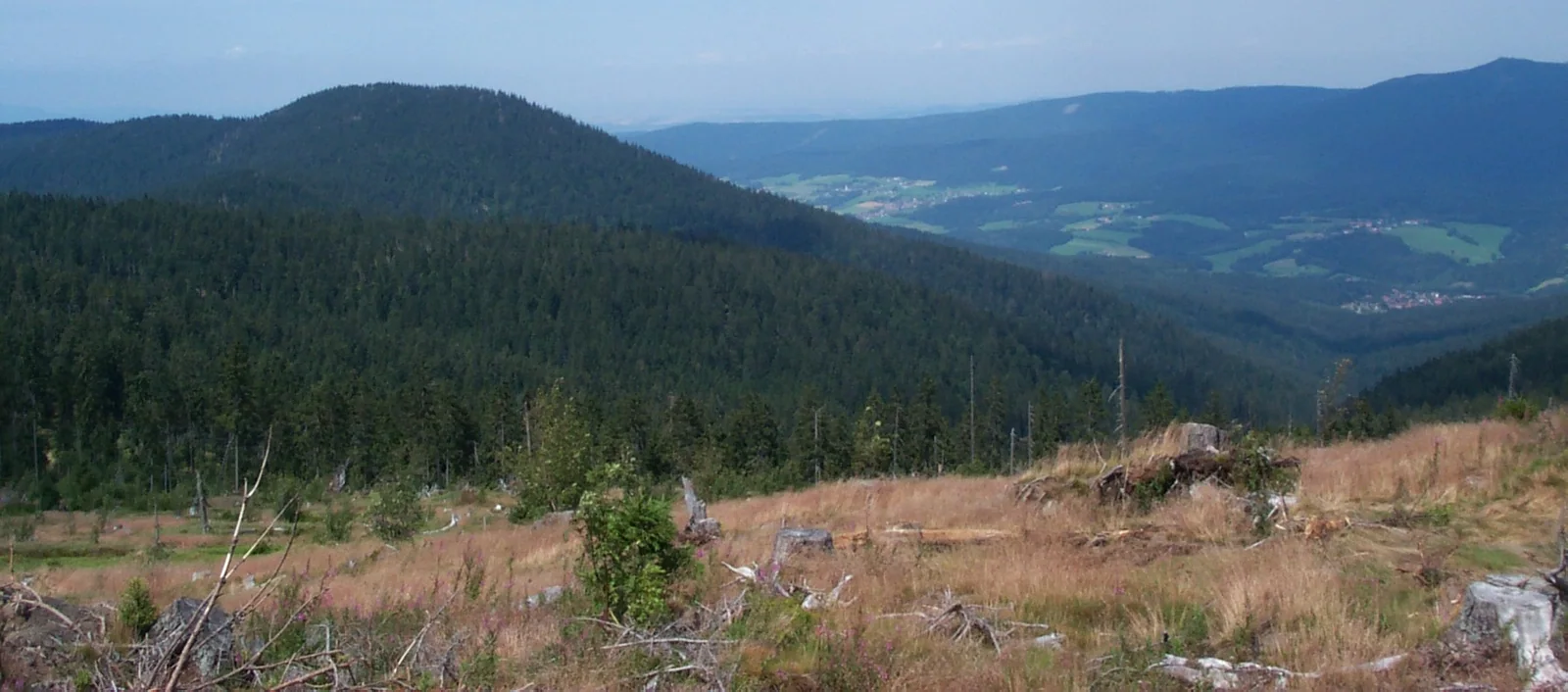 Bergwald im bayerischen Alpenraum